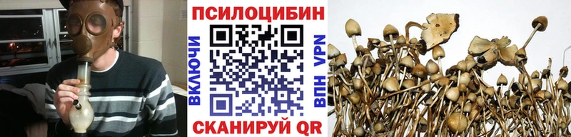 Купить закладки Ельня Галлюциногенные грибы Psilocybe